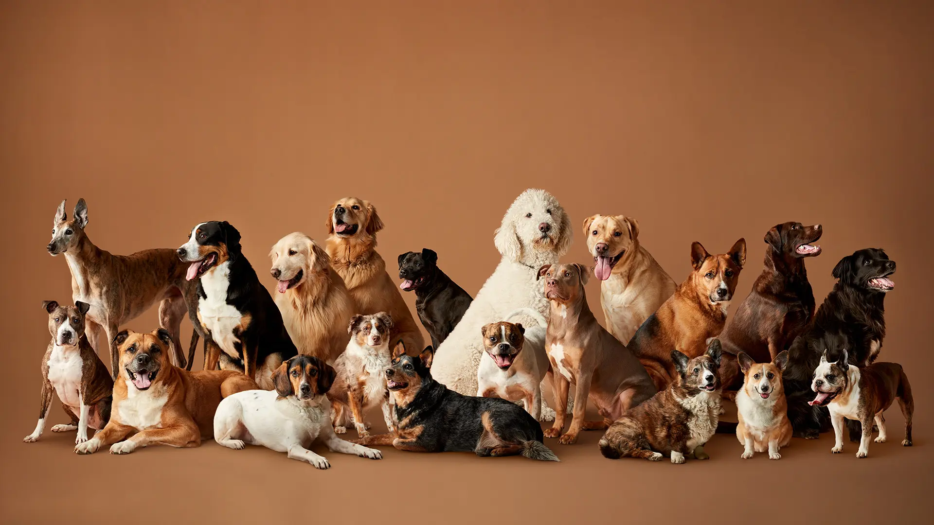 Image of multiple dogs